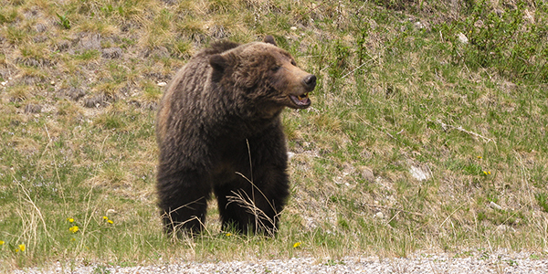 A grizzly bear at the bottom of a hill