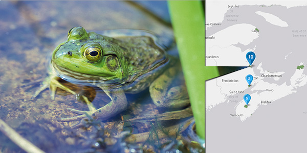 Image of frog with location of research project pinpointed on map.
