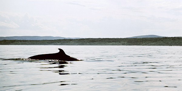 A Minke Whale at Saguenay–St. Lawrence Marine Park.
