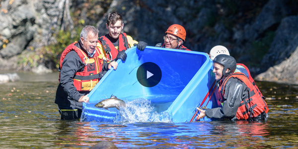 Cinq personnes dans l’eau jusqu’aux hanches tenant un grand bac bleu libérant des saumons de l’Atlantique de l’intérieur de la baie de Fundy.