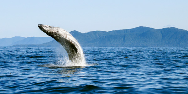A humpback whale breaches in the ocean waters of Gwaii Haanas National Park Reserve and Haida Heritage Site.