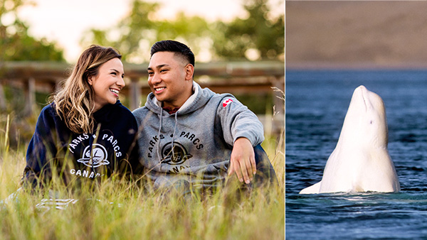  Two images side by side; one with a couple sitting in a field, wearing Parks Canada hoodies and the other with a beluga whale.