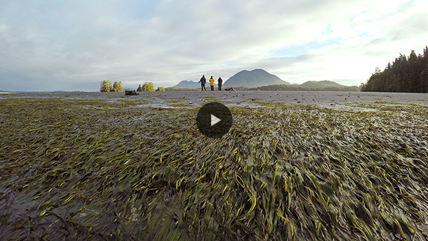 Vidéo : Le carbone bleu expliqué à Parcs Canada