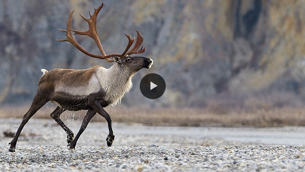 Vidéo : projet de recherche sur l’aire d’estivage du caribou Porcupine.