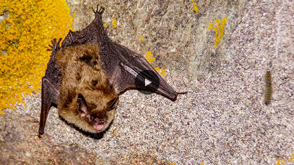 Vidéo : La chauve-souris, une alliée à protéger